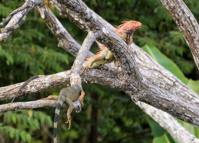 Iguana, Tarcoles River, Costa Rica