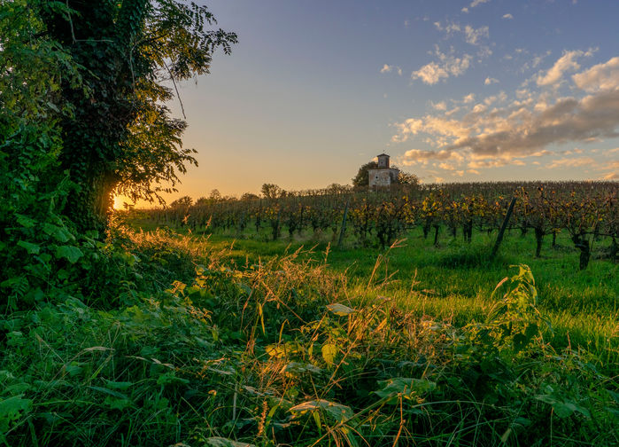 Winestocks at Franciacorta