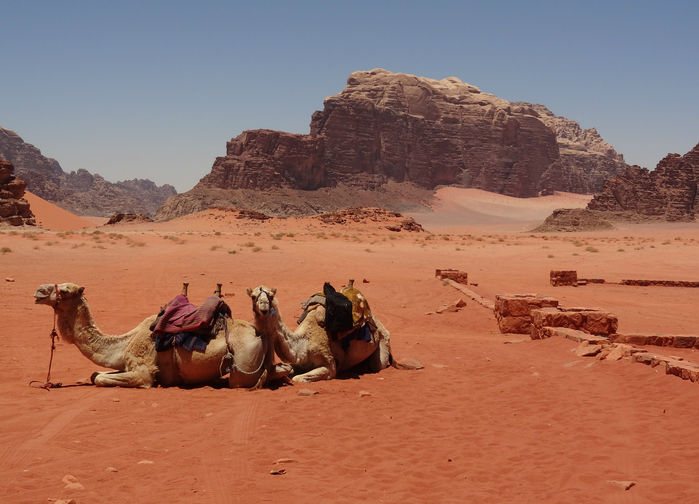 Kameler i Wadi Rum