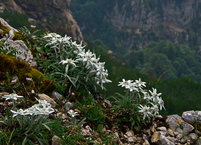 Edelweiss i blom