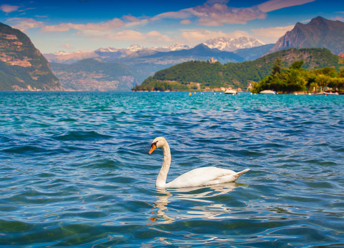 Whit swan at lake Iseo