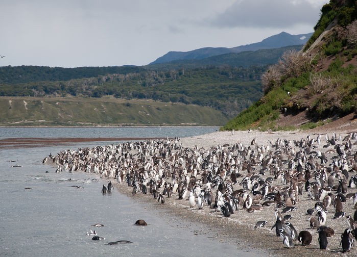 Isla Martillo, Hammer Island.