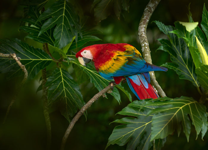 Röd Ara Tarcoles River, Costa Rica