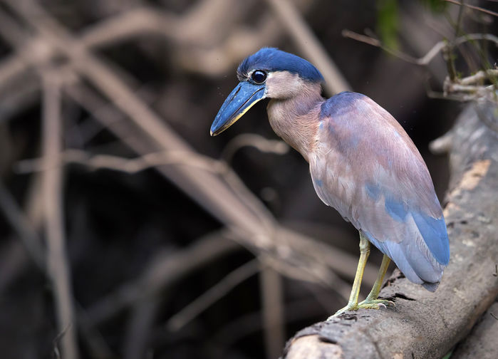 Boat-billed heron, Tarcoles river, Costa Rica
